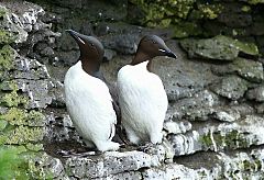 Thick-billed Murre